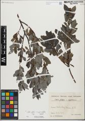 Foto von Salix glabra Scop. x Salix myrsinifolia Salisb.